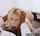 blacked blonde bbc