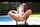 squirt pool hot