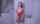 whitegirl interracial cuckold