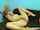 camgirl webcam redhead