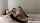 camgirl couple choker