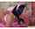 blowjob reality kings brunette