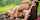 lesbian dirty squirt