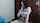 camgirl brunette big tits