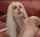 blonde sexy big tits