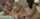 lesbians lezdom vibrator