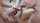 blowjob cumshot handjob