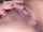 jav big boobs anal