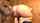 anal doggy blonde