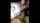amature brunette blow job