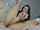 camgirl cam chaturbate