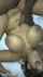 big tits milf amature