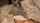 blonde teen doggy