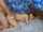 jav japanese uncensored