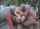 bbc double interracial
