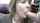 milf cougar blowjob