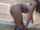 dark hair webcam camgirl