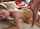 ass blowjob doggystyle