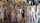 czech harem czech pornstars czech milfs