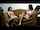 brunette brunettes feet