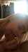 blonde blowjob amateur