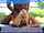 interracial doggystyle blonde