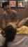 camgirl asian tatoo