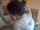 camgirl brunette blowjob