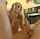 threesome blowjob mmf