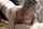 asian blond blowjob