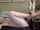 camgirl amateur couple