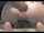 anal fisting squirt homemade