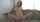 incest taboo mom