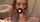 blowjob telegram redhair