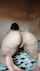 ass cam panties