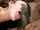 bbc gangbang brunette
