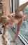 pornstar sex blonde