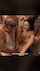 brunette petite gangbang