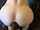 bbc anal white