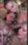 lesbian orgy snapchat