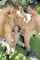 misha cross teen professional
