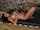 big tits striptease model