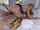 compilation cowgirl milf