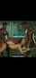 bbc threesome bkacked