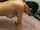 asian amateur hairy