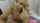 blowjob blonde pov