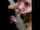 reverse blowjob brunette