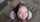 teen brunette blowjob