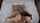 blowjob brunette bed