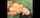 asian dark hair cumshot